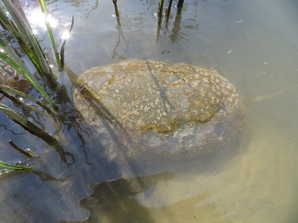 A képen tartalma: óriás mohaállat